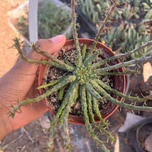 Medusa cactus plant | 4 inch pot | ships in pot
